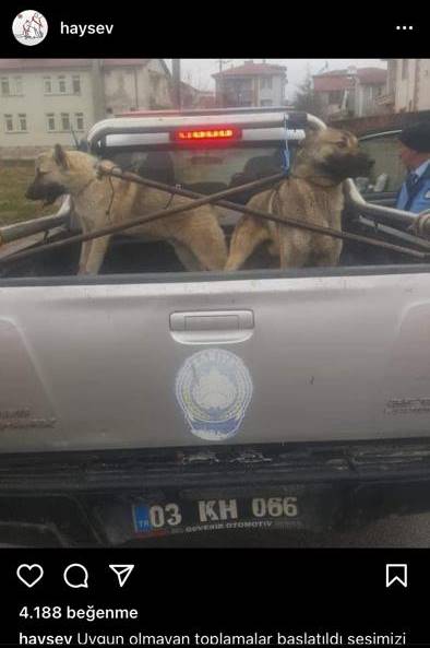 Vatandaş Bolvadin Belediyesi’nin uygunsuz topladığı hayvanları soruyor?